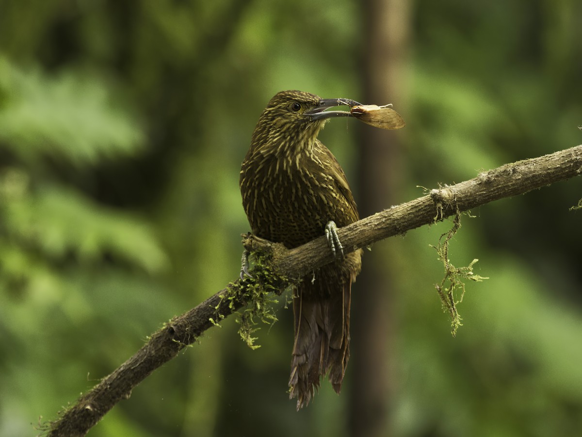Strong-billed Woodcreeper - ML618498374