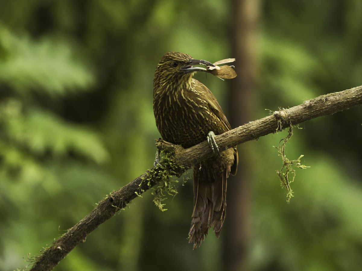 Strong-billed Woodcreeper - ML618498375