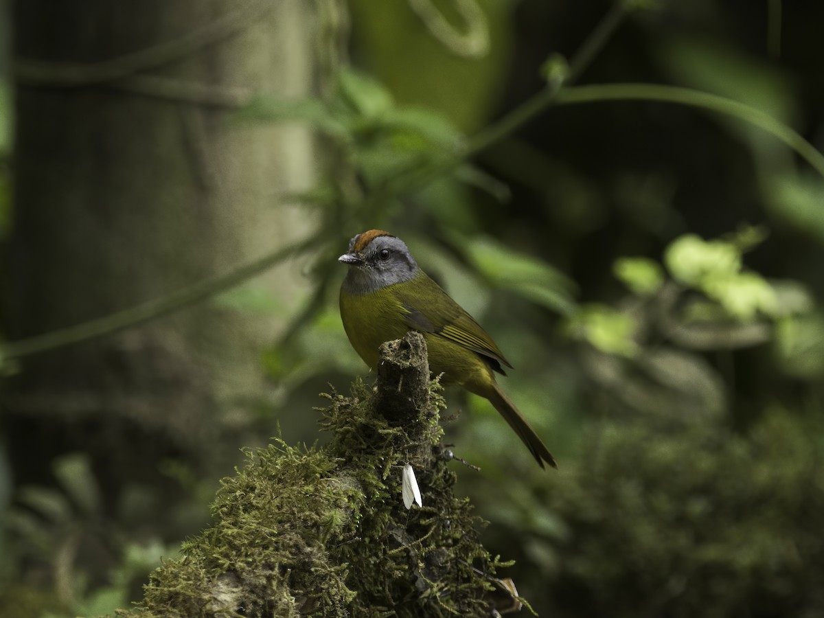 Russet-crowned Warbler - ML618498456