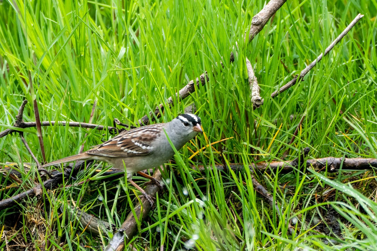 White-crowned Sparrow - ML618498466