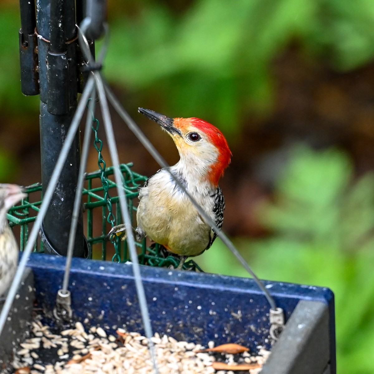 Red-bellied Woodpecker - David Govoni
