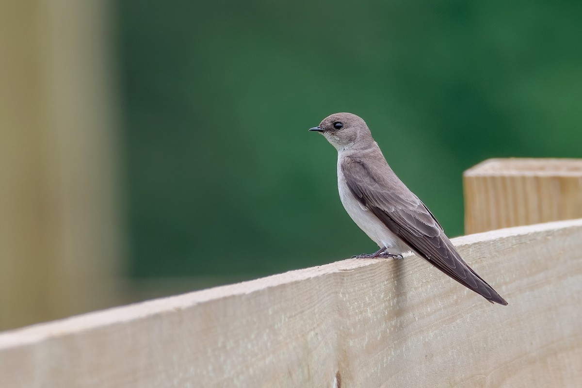 Northern Rough-winged Swallow - ML618498543
