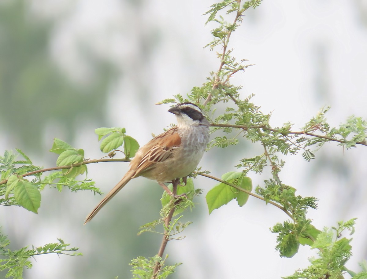 Stripe-headed Sparrow - ML618498610