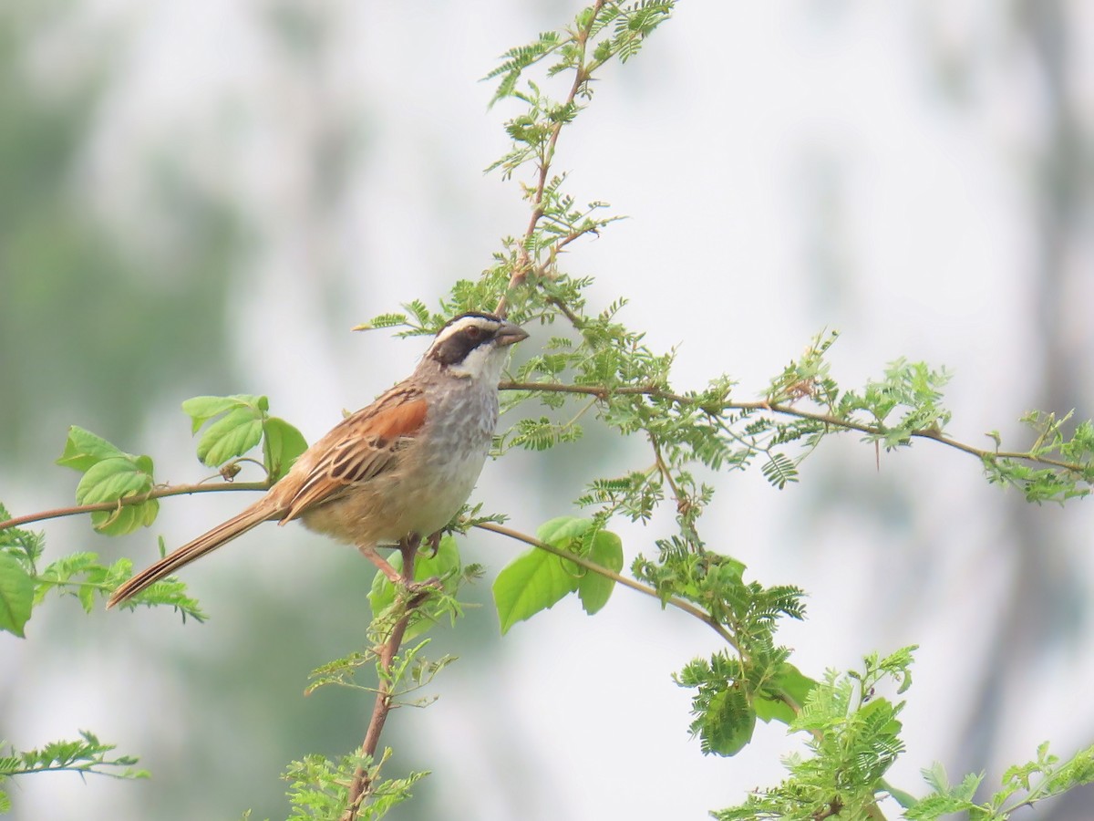 Stripe-headed Sparrow - ML618498611