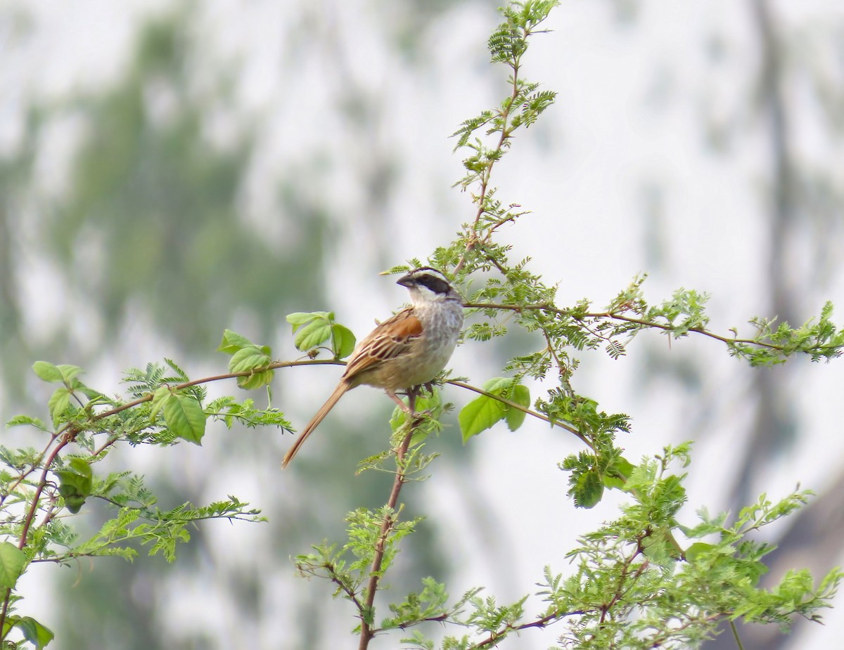 Stripe-headed Sparrow - ML618498613