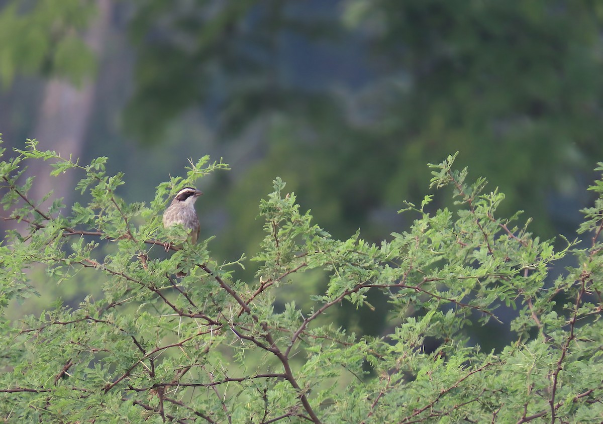 Stripe-headed Sparrow - ML618498614