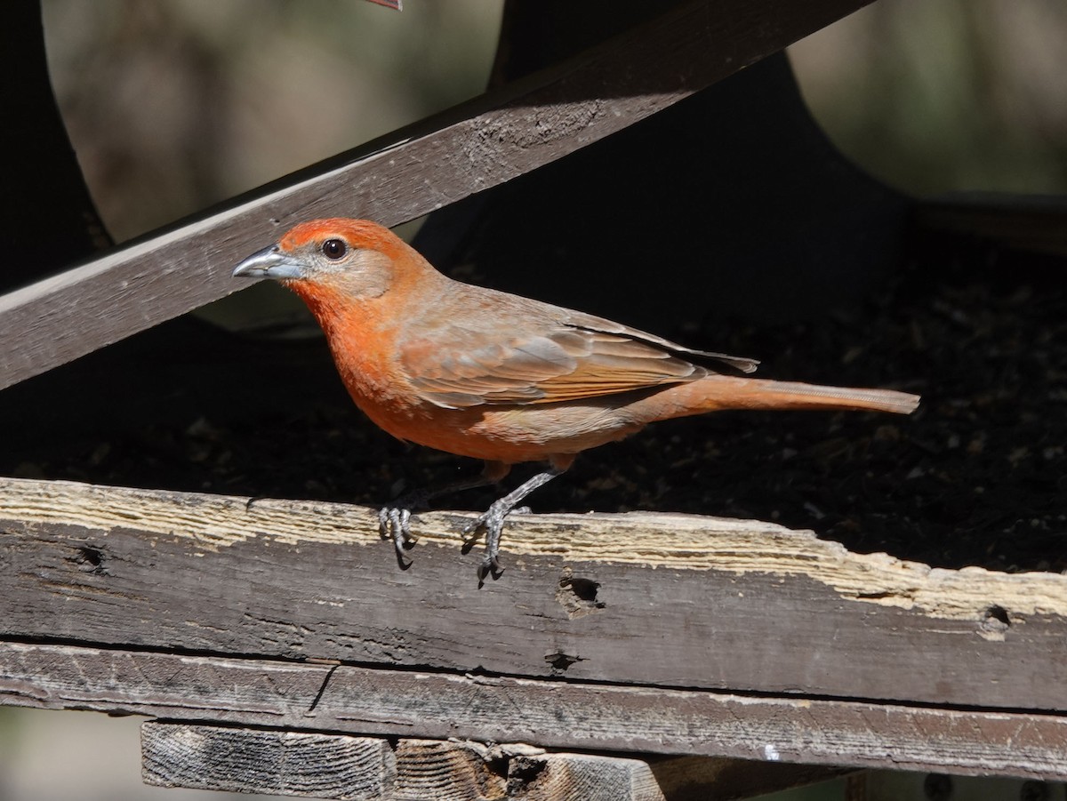 Hepatic Tanager - ML618498641