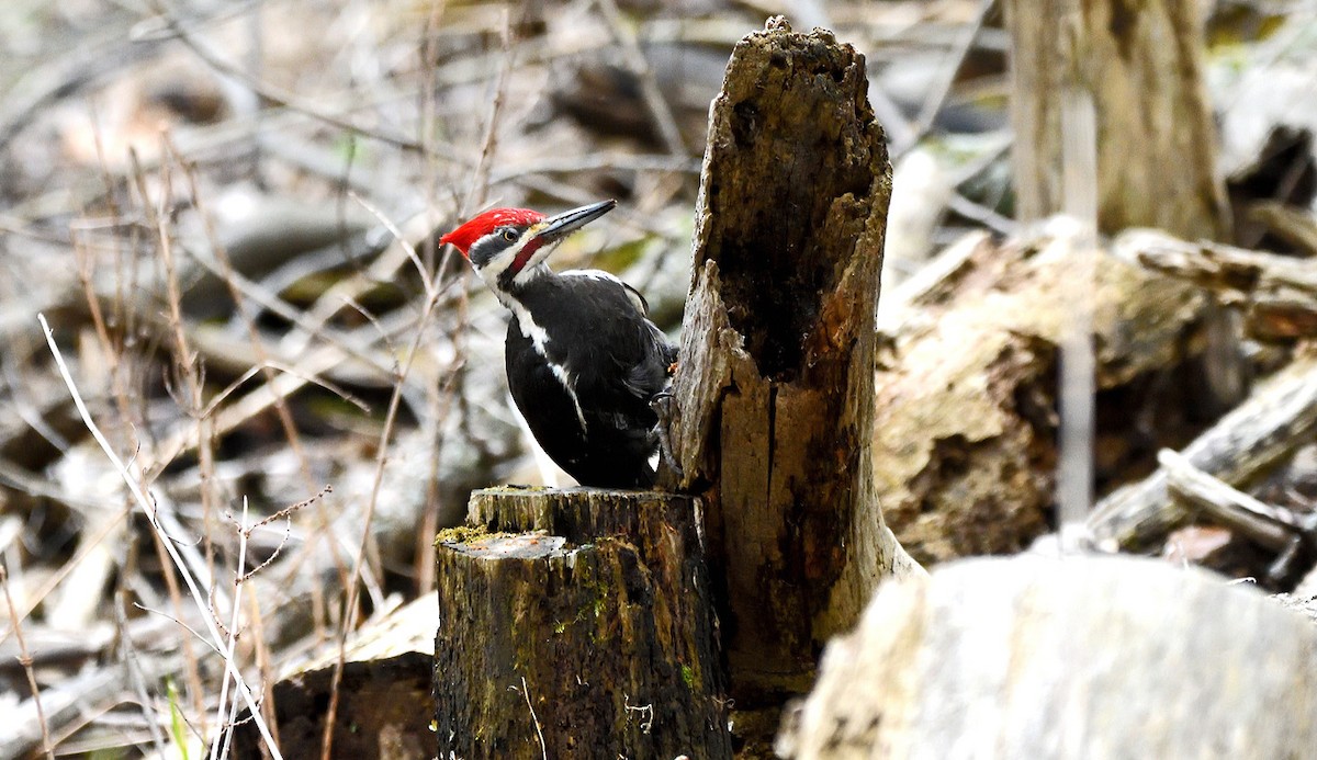 Pileated Woodpecker - ML618498688