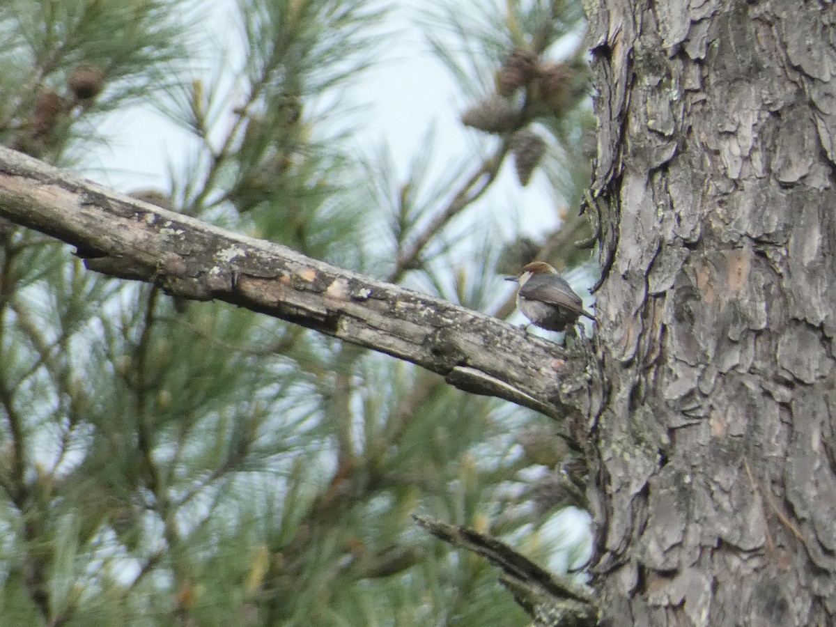 Brown-headed Nuthatch - ML618498702