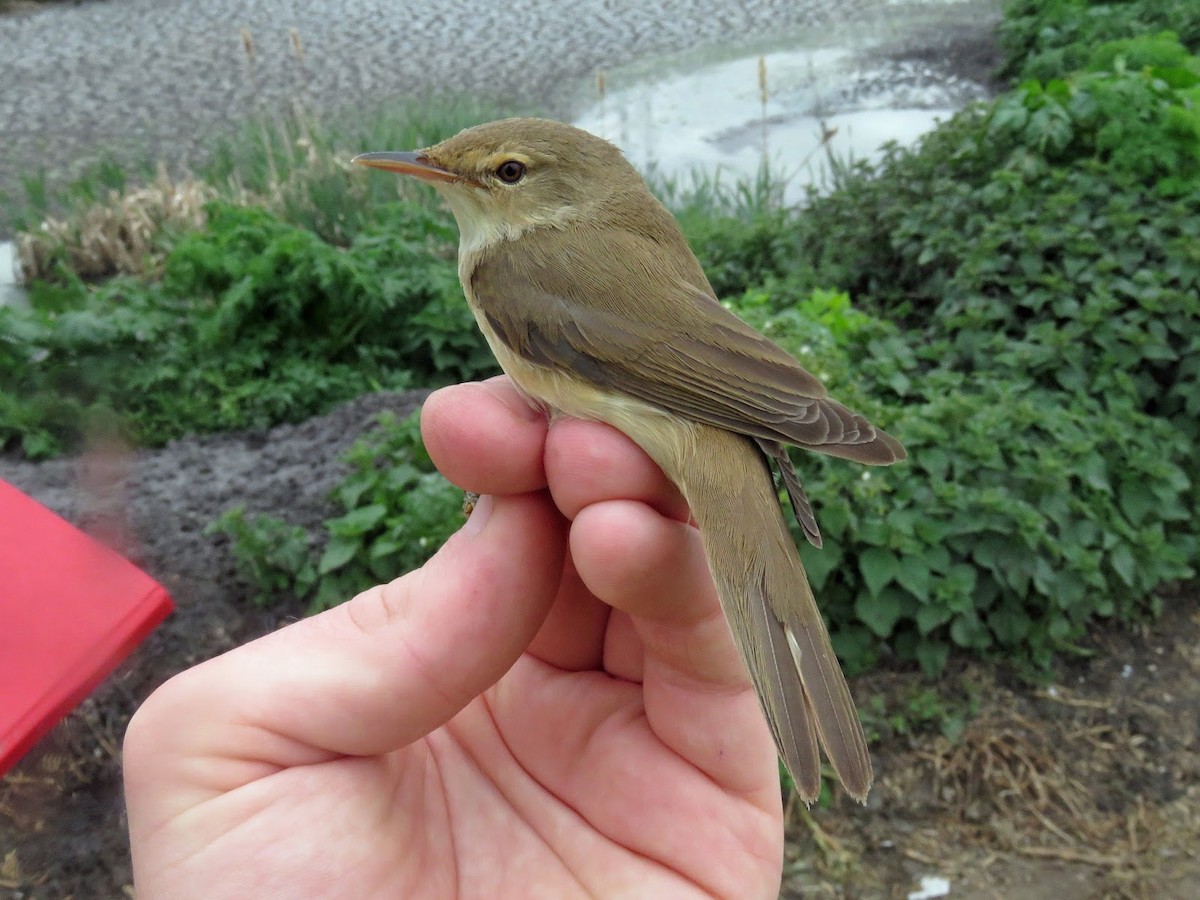Common Reed Warbler - ML618498707