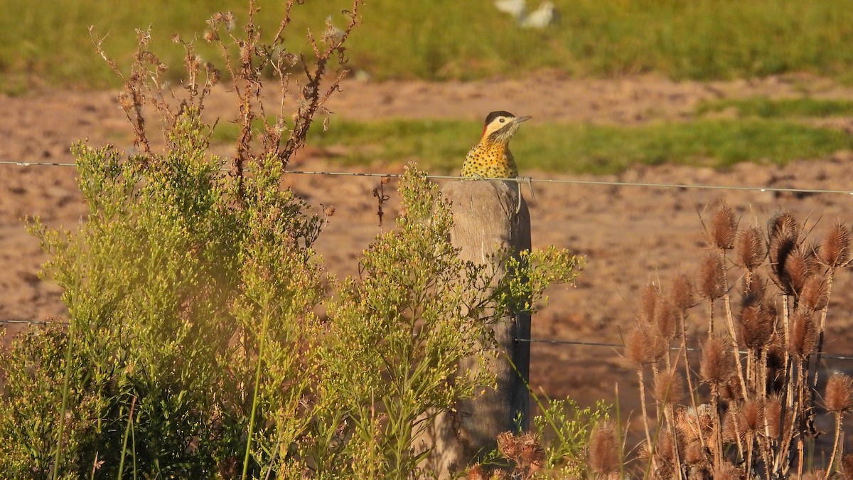Green-barred Woodpecker - ML618498716