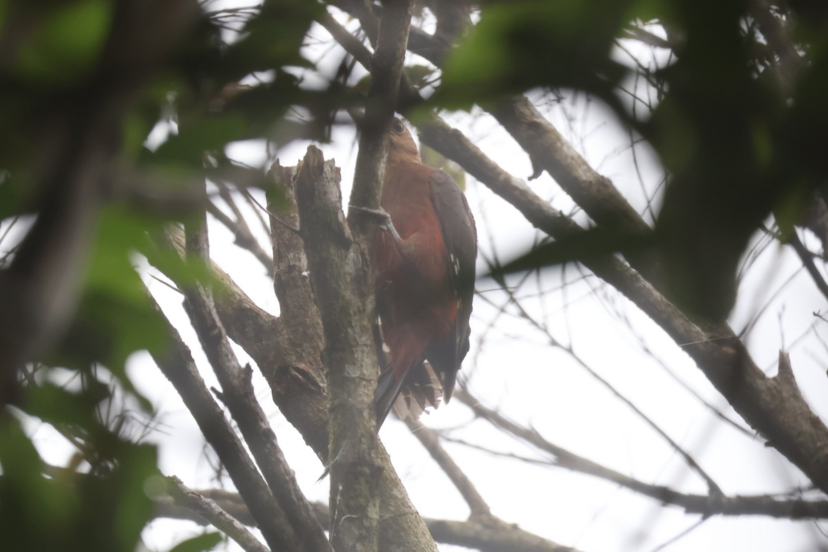 Okinawa Woodpecker - ML618498727