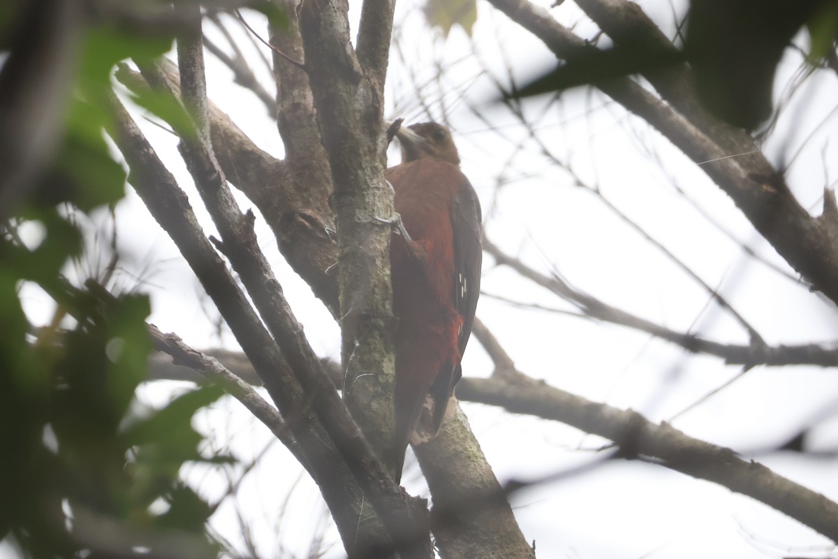 Okinawa Woodpecker - ML618498738