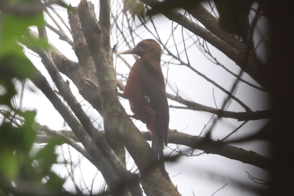 Okinawa Woodpecker - ML618498740