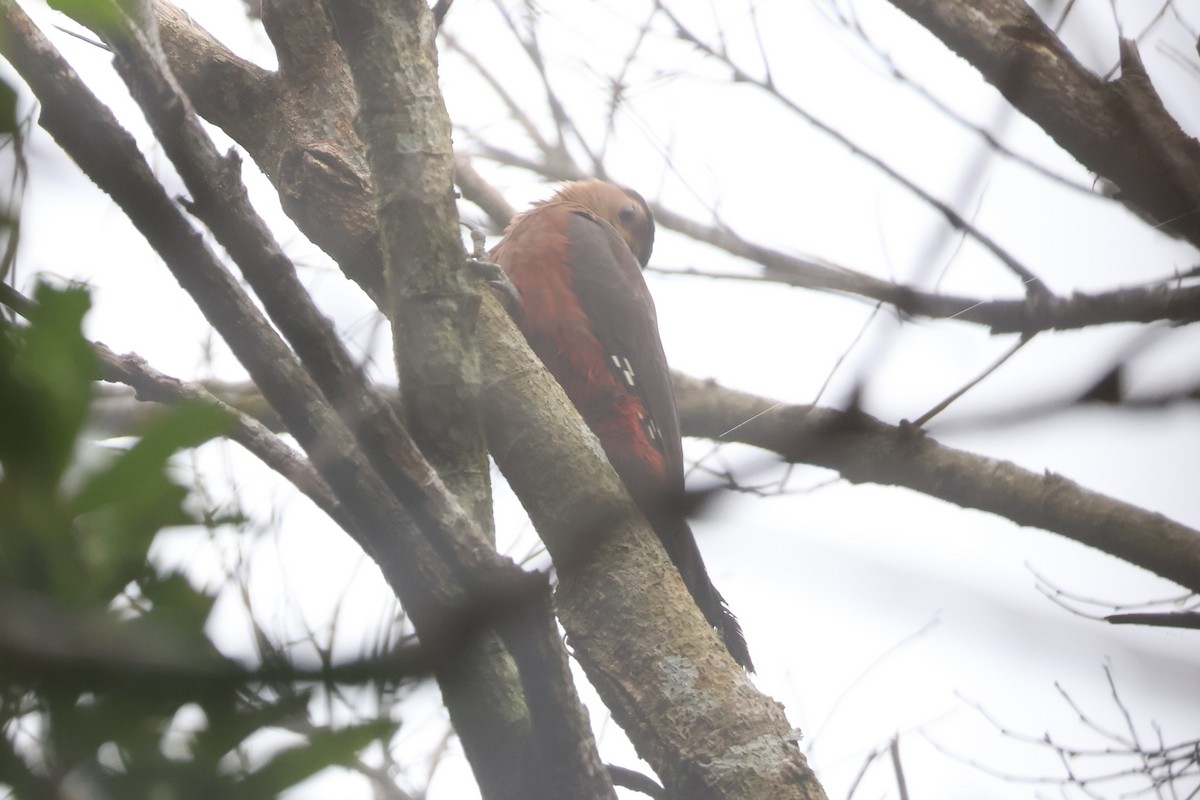 Okinawa Woodpecker - ML618498742