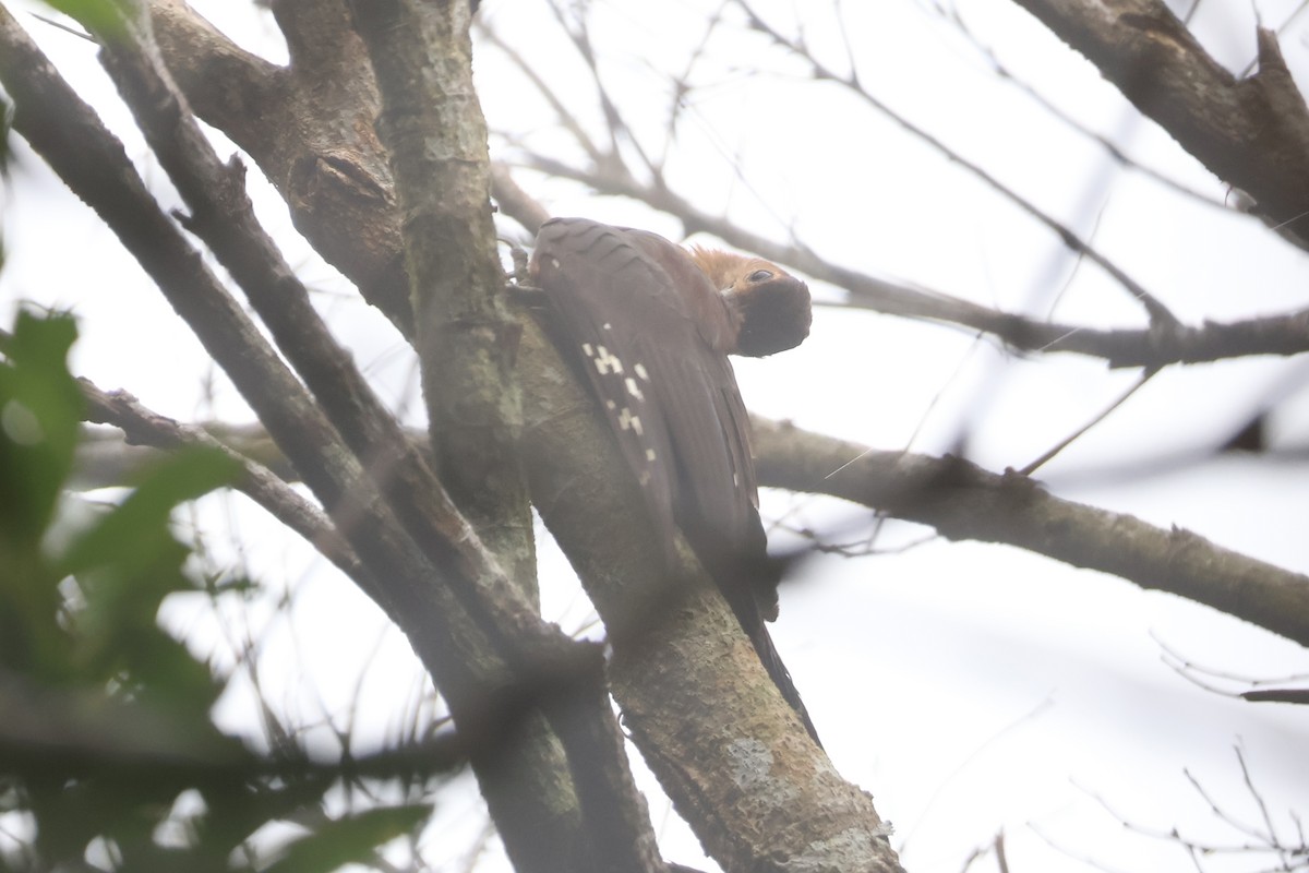 Okinawa Woodpecker - ML618498743
