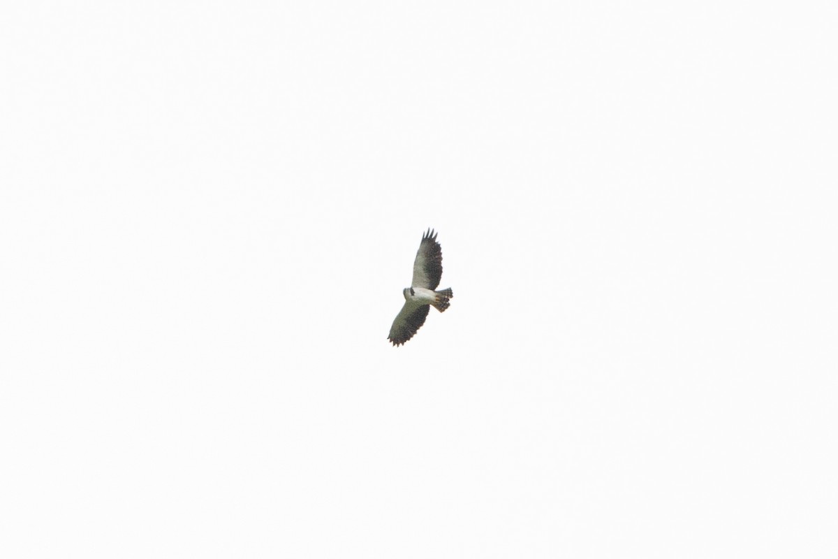 Short-tailed Hawk - ML618498747