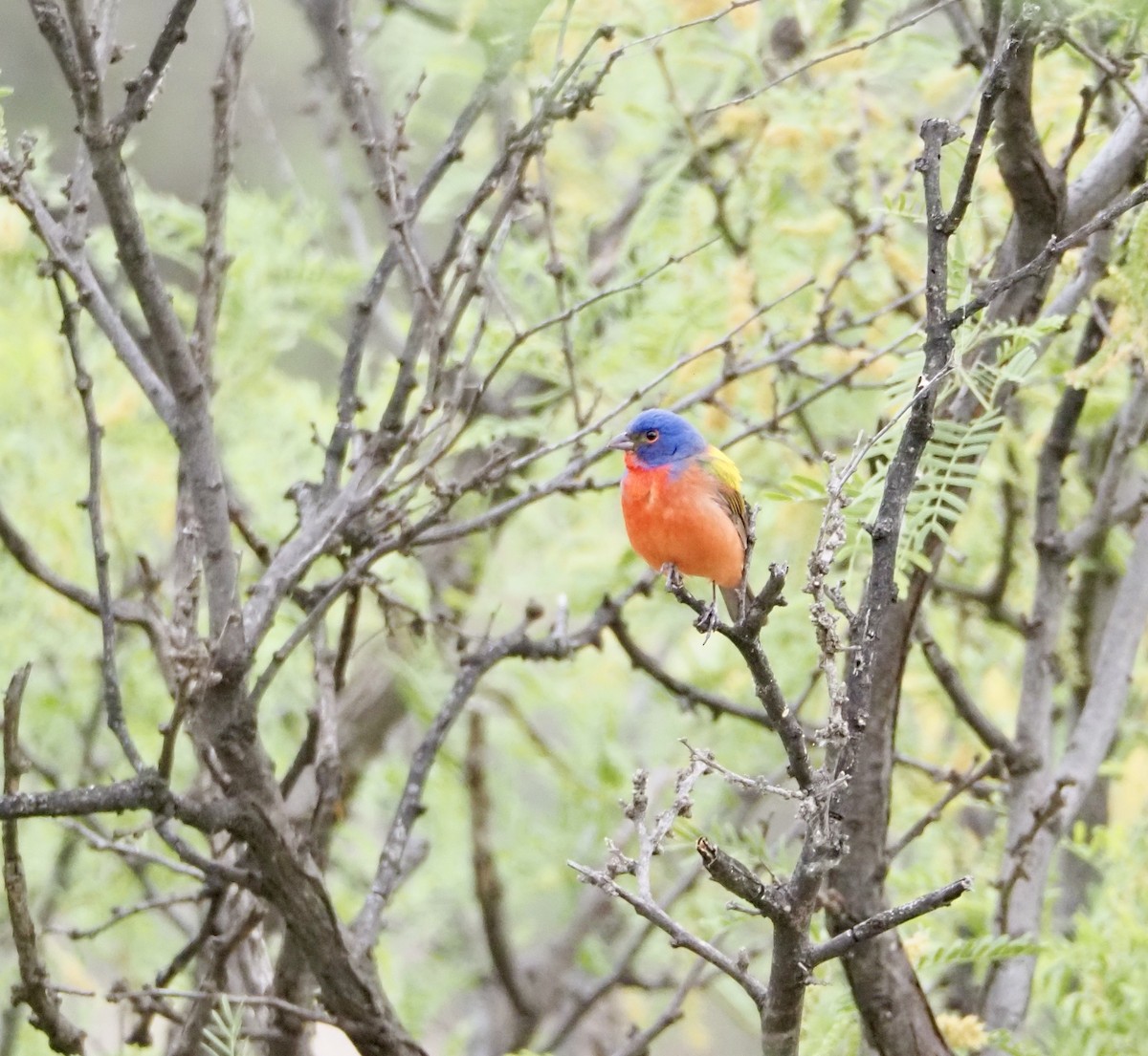 Painted Bunting - ML618498781