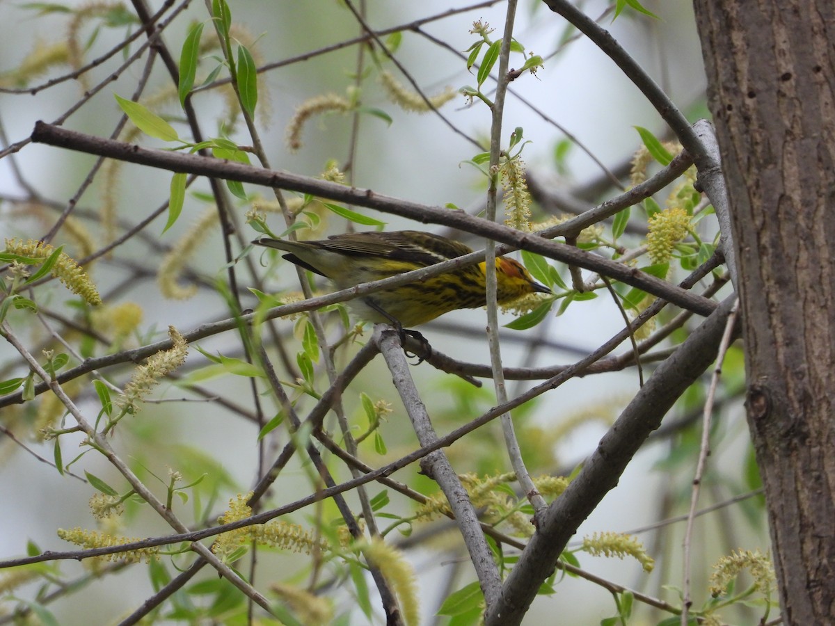 Cape May Warbler - ML618498869