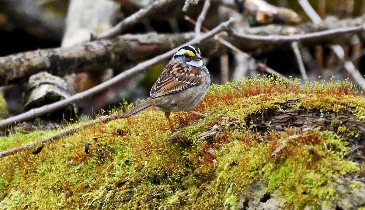 White-throated Sparrow - Tom Long