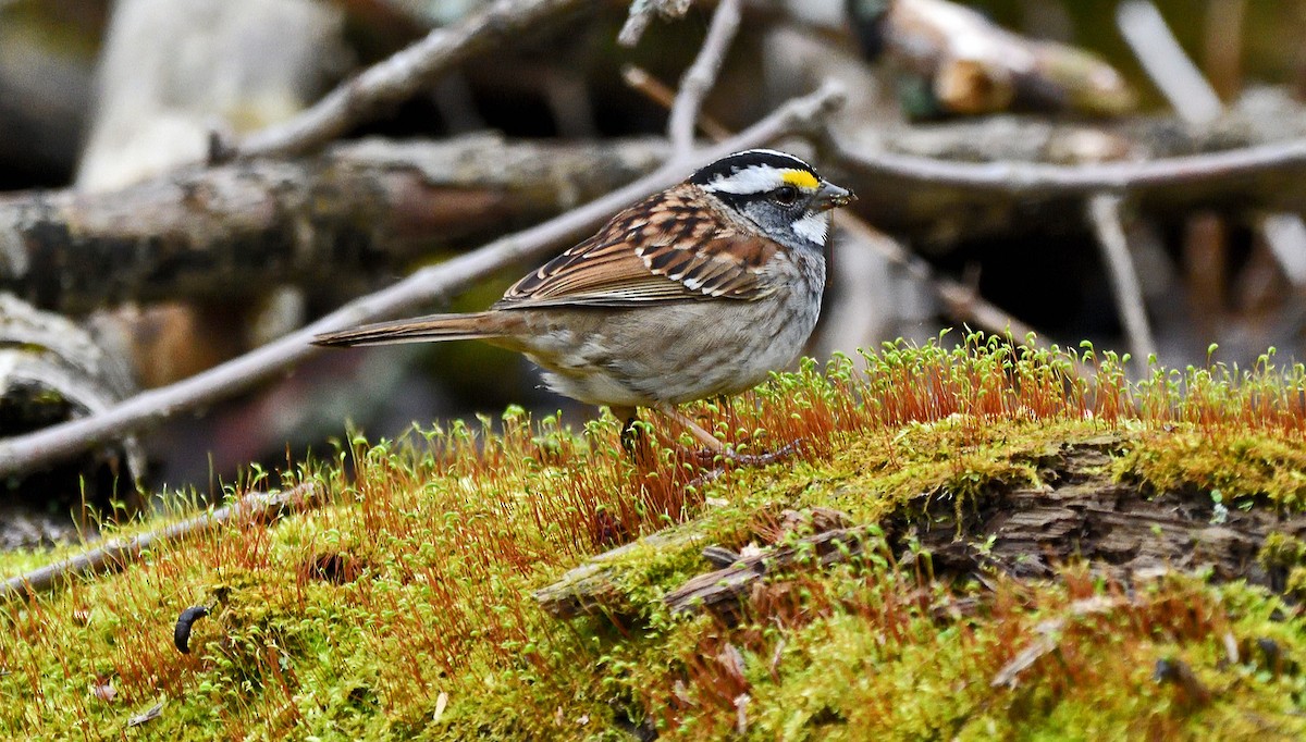 White-throated Sparrow - ML618498878