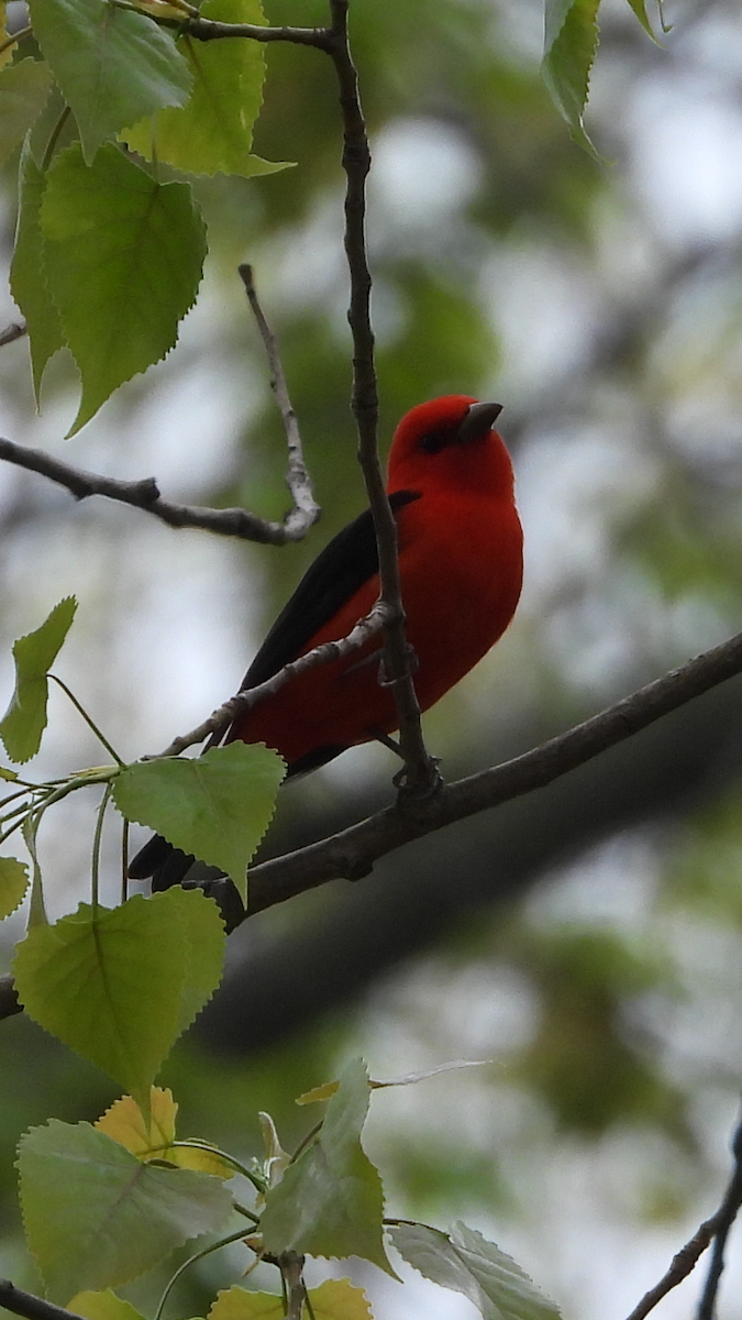 Scarlet Tanager - ML618498889