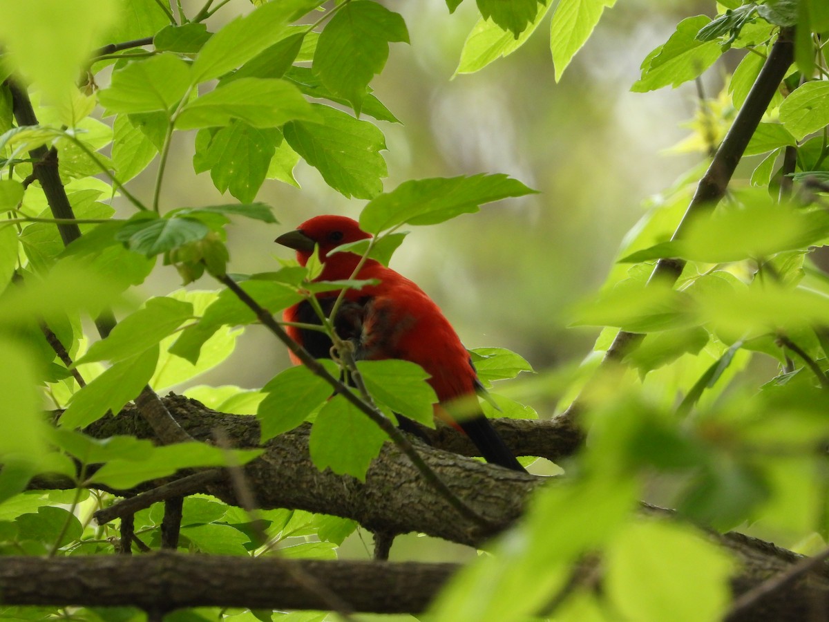 Scarlet Tanager - ML618498891