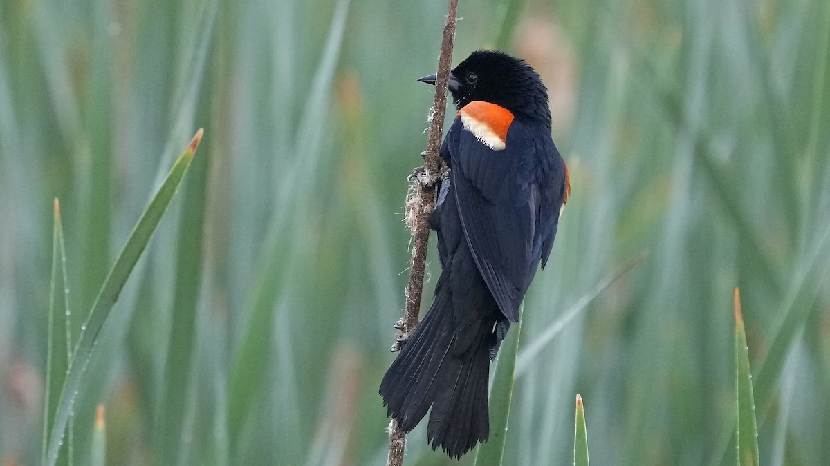 Red-winged Blackbird - Sunil Thirkannad