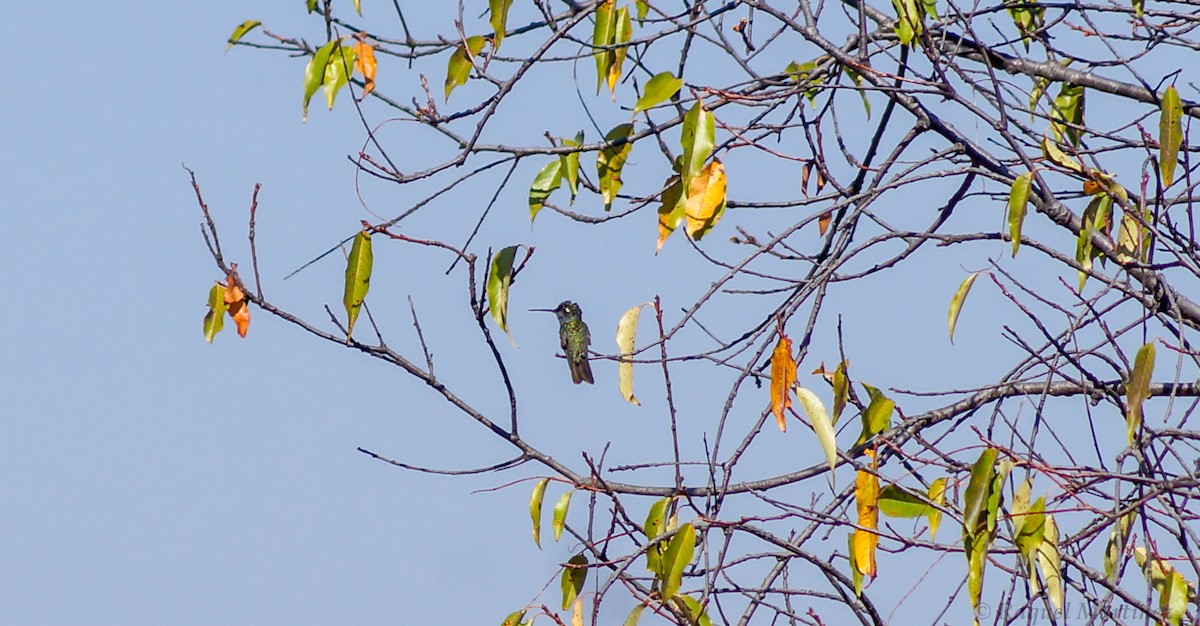 Rivoli's Hummingbird - ML618498911