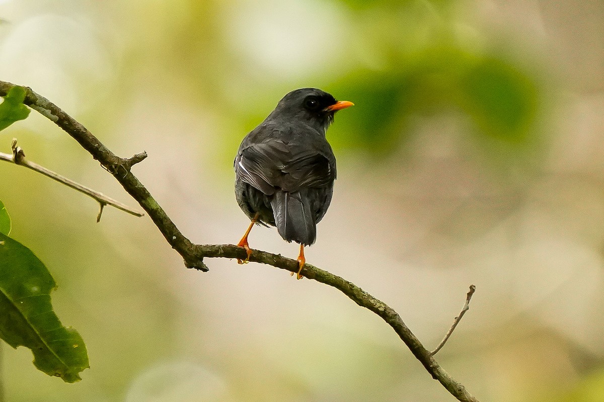 Black-faced Solitaire - ML618498914