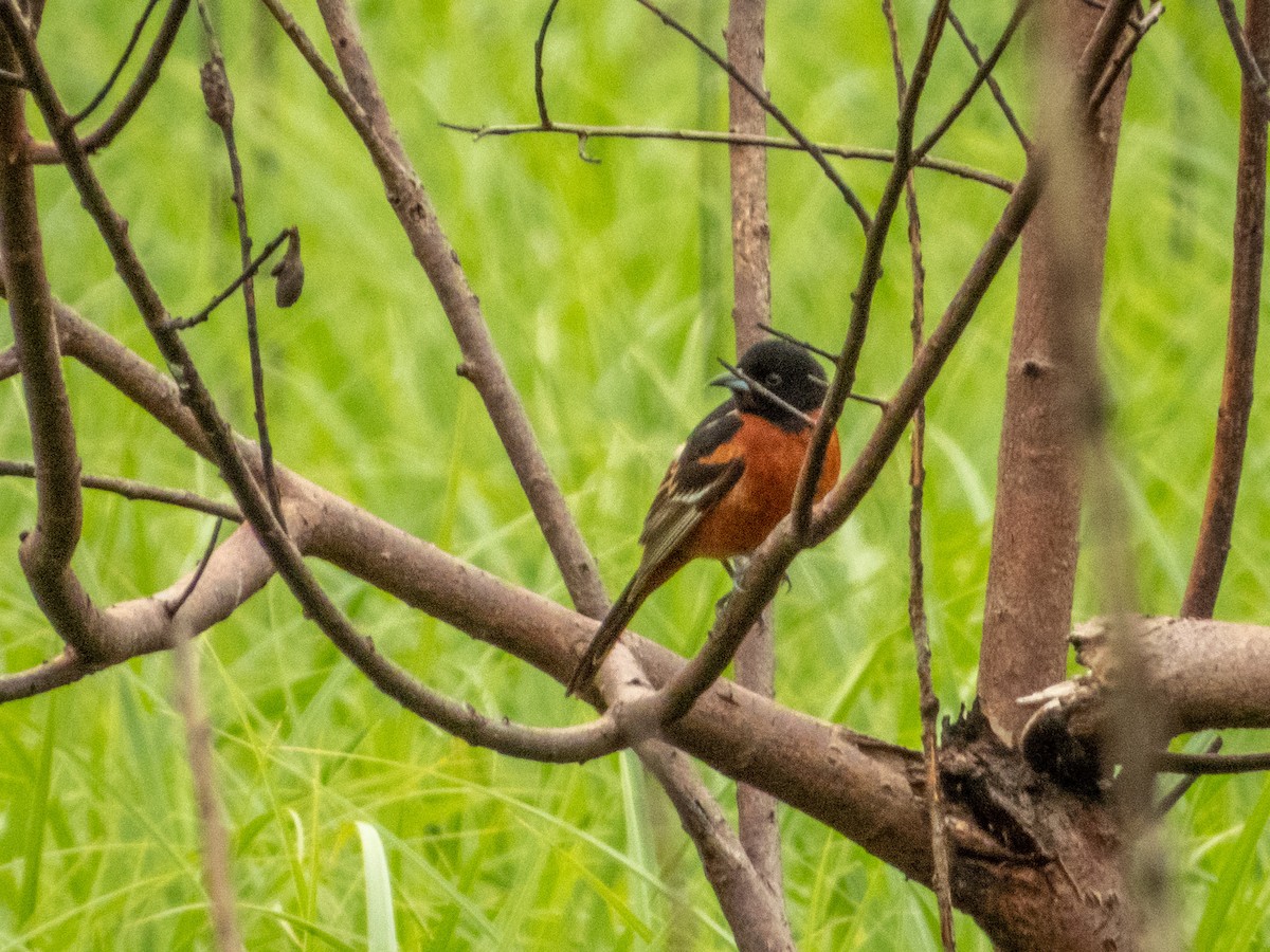 Orchard Oriole - ML618498924