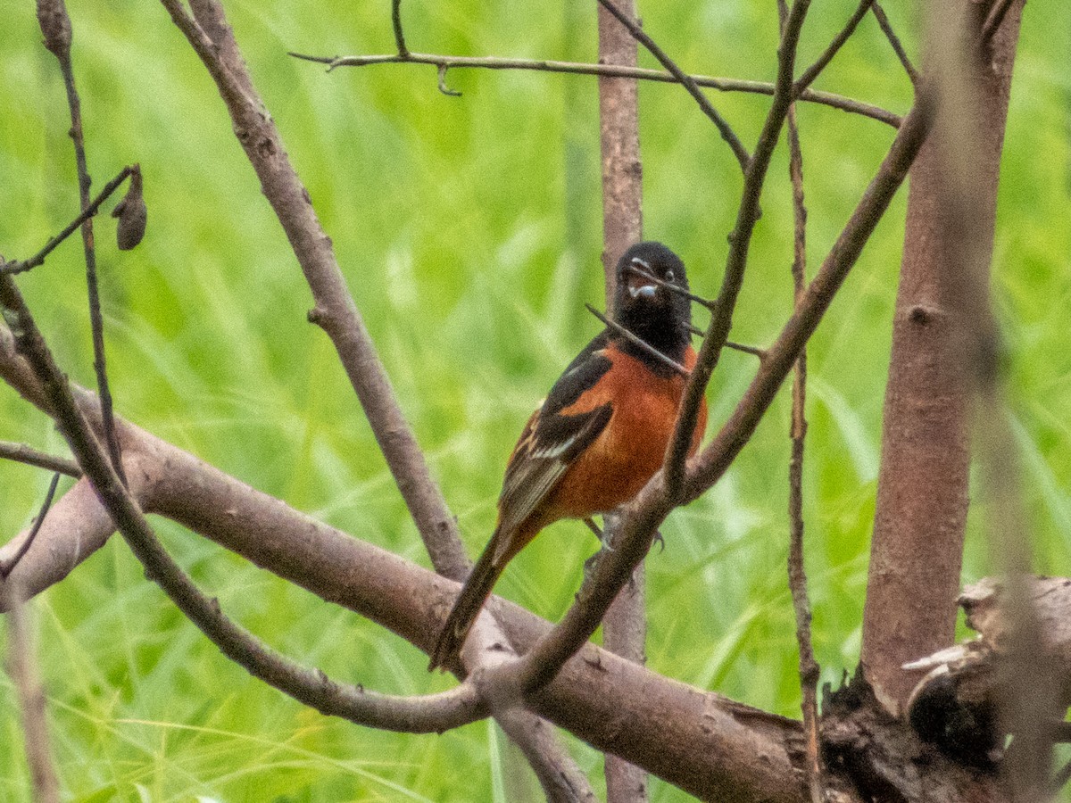 Orchard Oriole - ML618498926