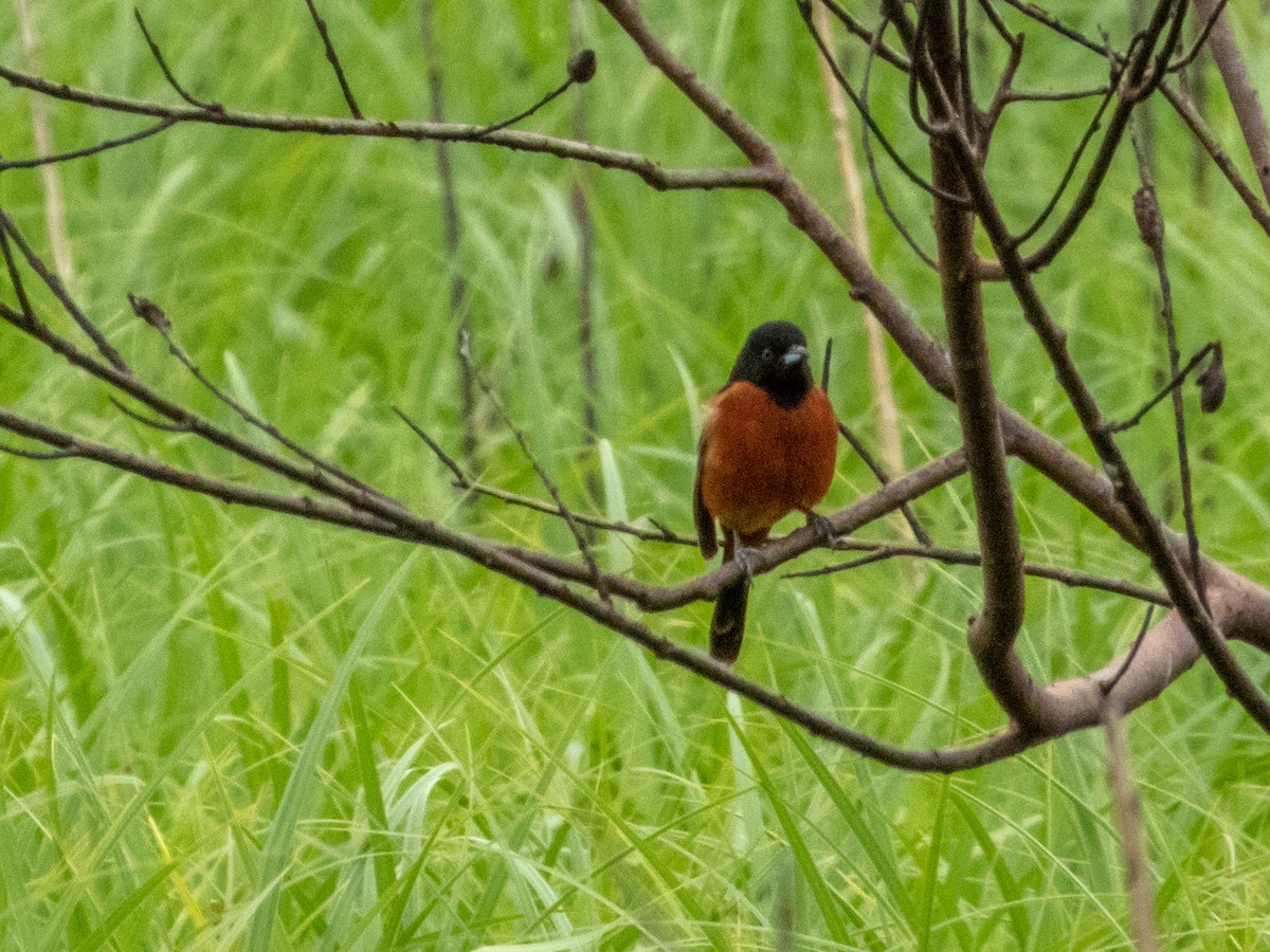 Orchard Oriole - ML618498927