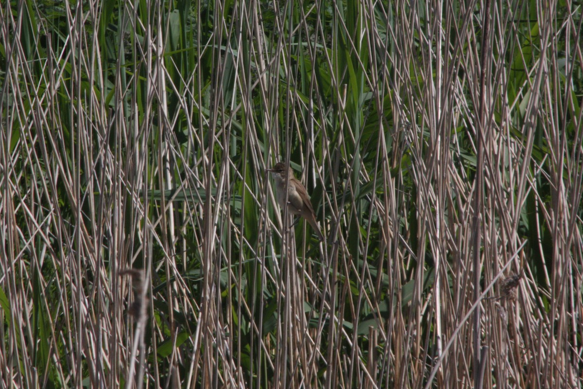 Common Reed Warbler - ML618498943