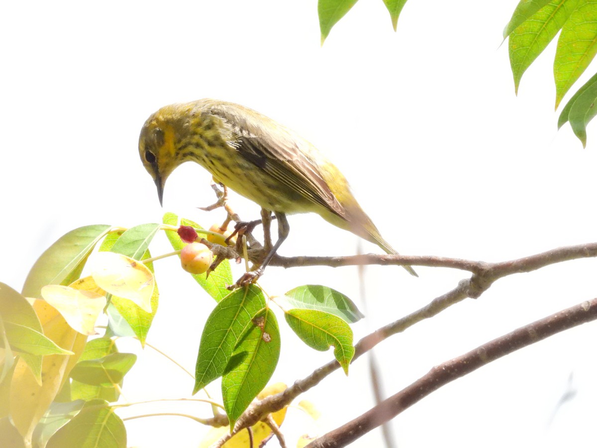 Cape May Warbler - ML618498945