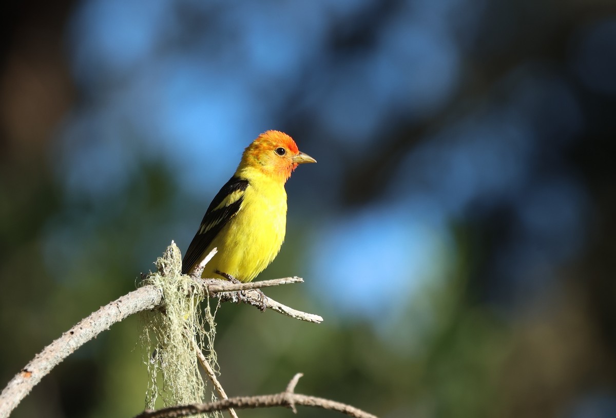 Western Tanager - ML618498963
