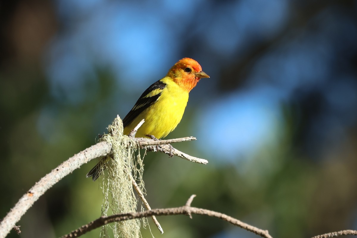 Western Tanager - ML618498964