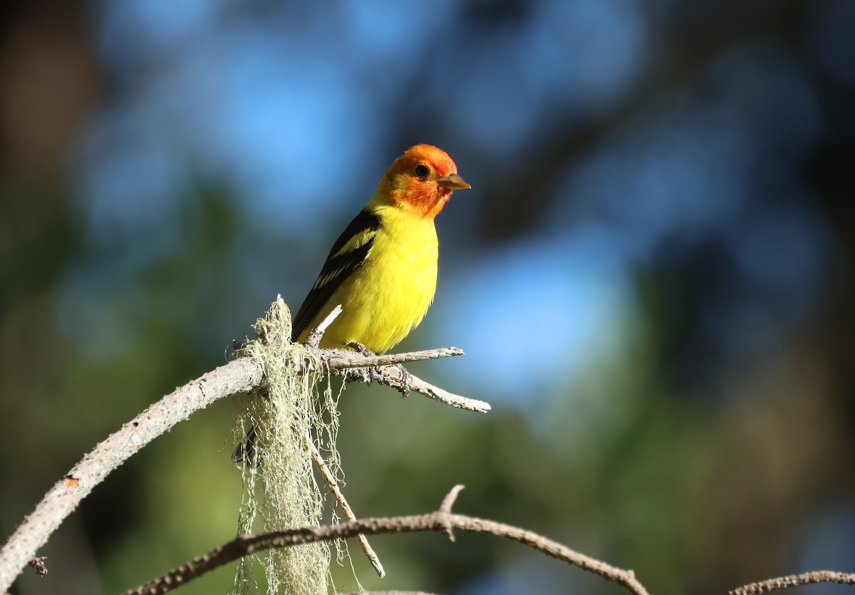 Western Tanager - ML618498965