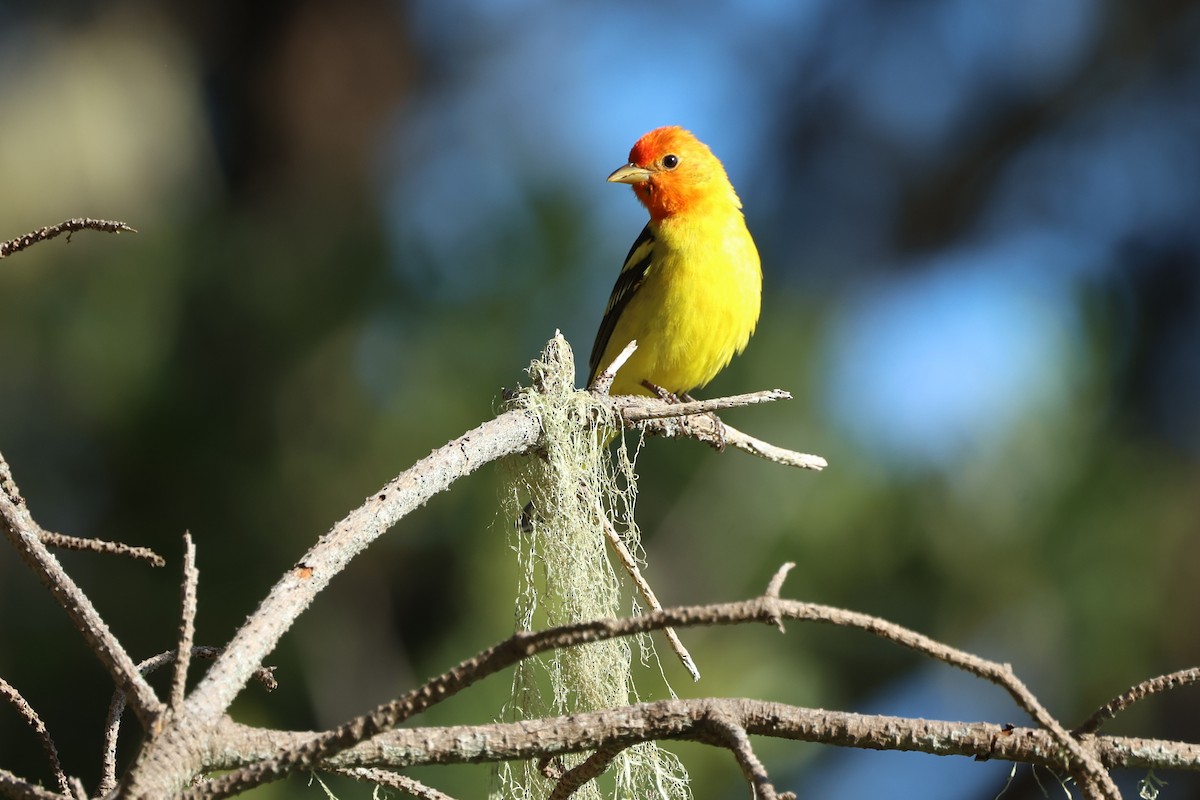 Western Tanager - ML618498966