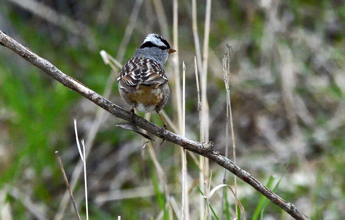 White-crowned Sparrow - ML618498989