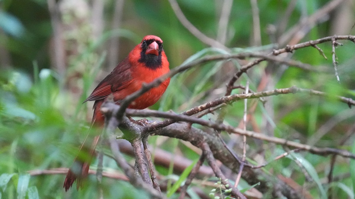 Cardinal rouge - ML618498992