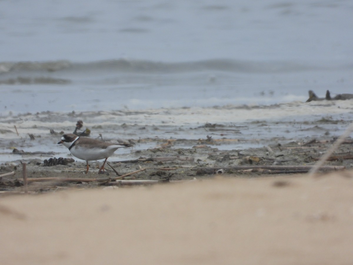 Semipalmated Plover - ML618498994