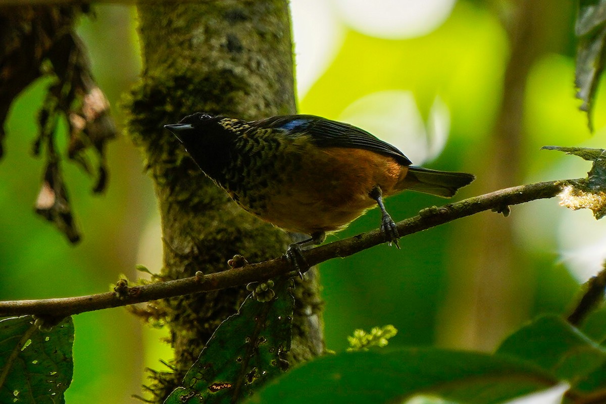Spangle-cheeked Tanager - ML618498998