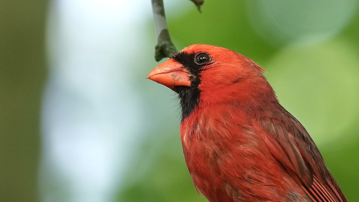 Cardinal rouge - ML618499031