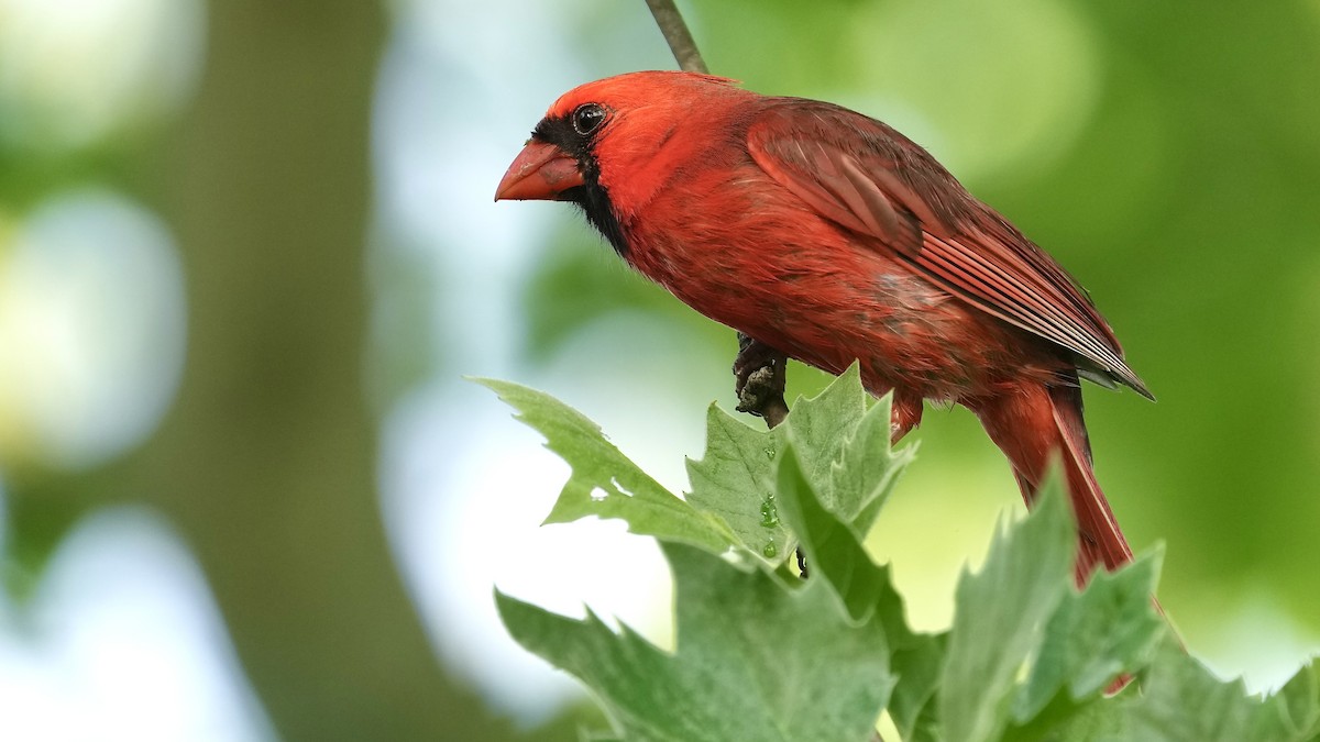 Cardinal rouge - ML618499040