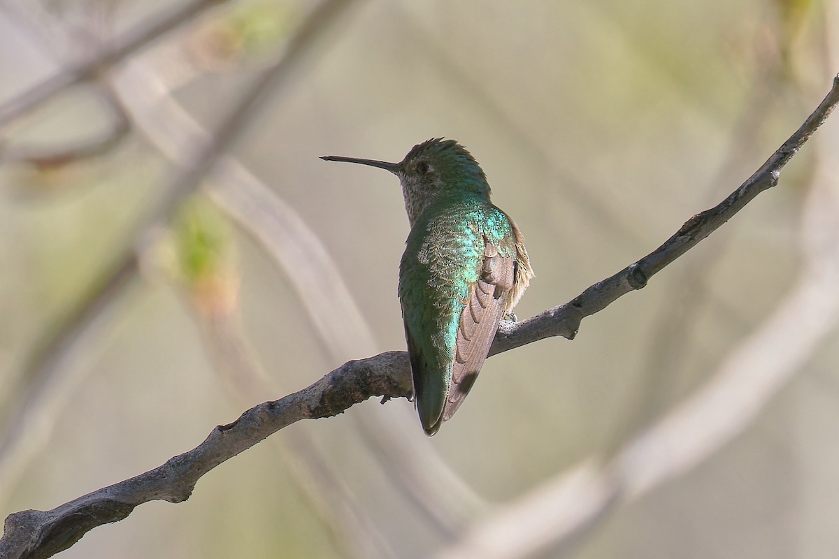 Broad-tailed Hummingbird - ML618499102