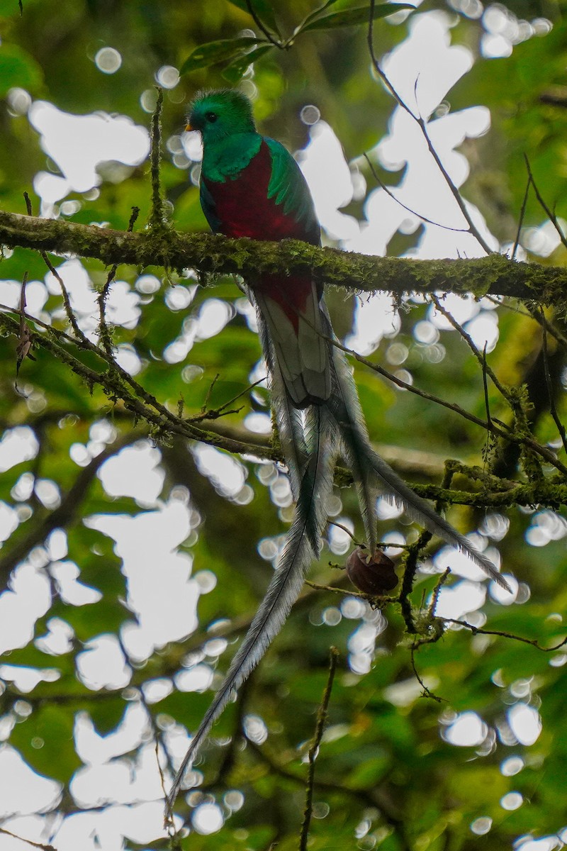 Quetzal Guatemalteco - ML618499159