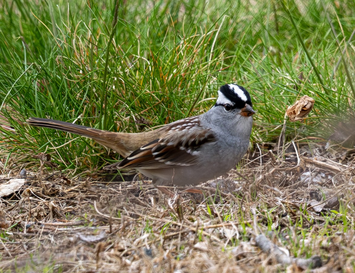 White-crowned Sparrow - ML618499221