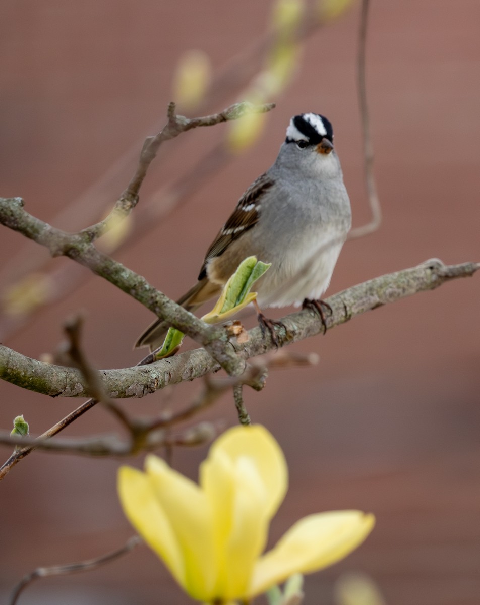 White-crowned Sparrow - ML618499222