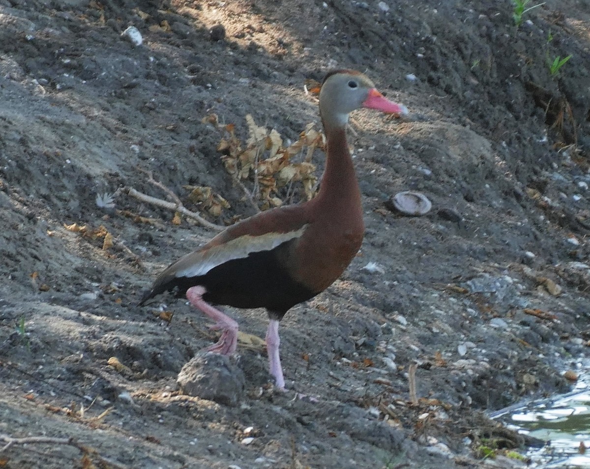 Black-bellied Whistling-Duck - Ron Smith